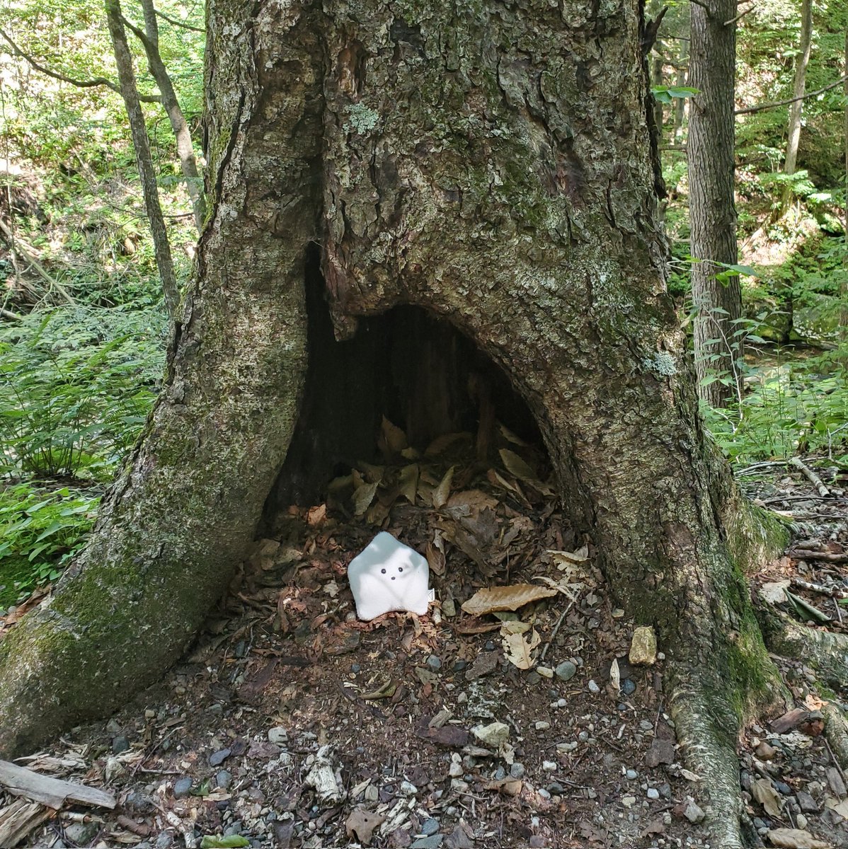 sucklet7's tweet photo. perfect for a little critter. π³.
#sucklet. #treelet. @itemlabel. https://t.co/HvRv5zEDAY