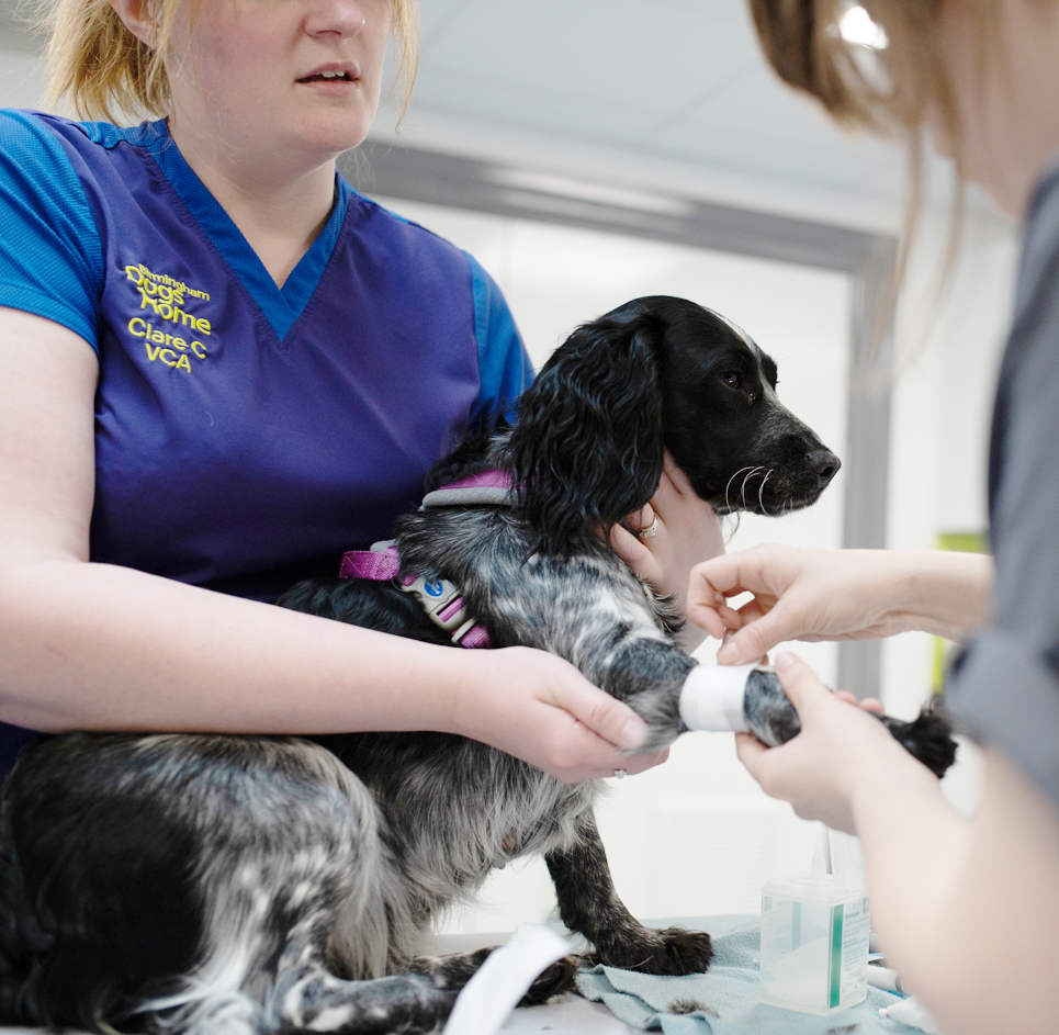 Birmingham Dogs Home is now welcoming registrations from local pet owners to its new state-of-the-art vet clinic in Solihull. All income generated will be ploughed back into the charity – helping less fortunate pets, such as Hope. Read her story here: bit.ly/45hifWA