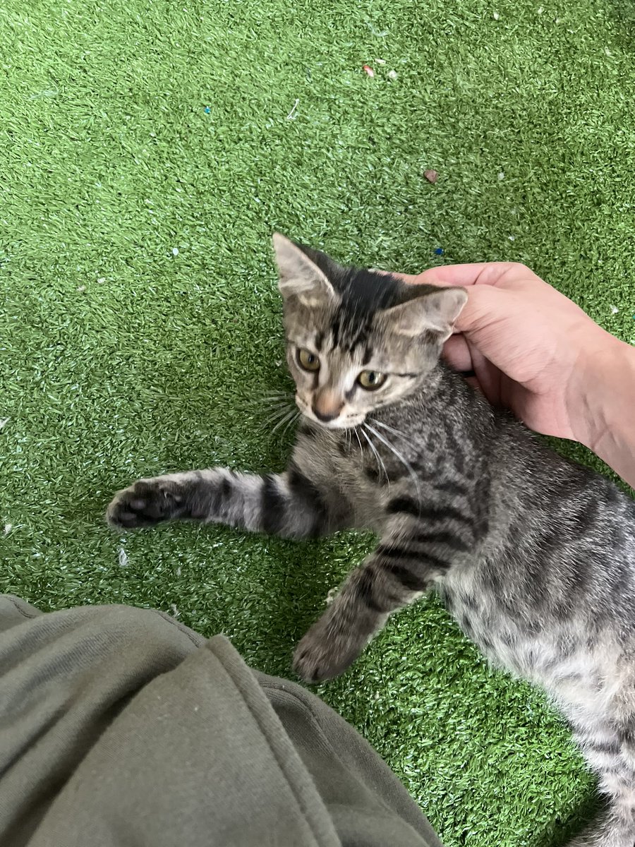 Ikariachiare's tweet photo. Found a small child in the middle of the road. We’re keep him, he’s my pride and joy. Love my lil’ Argos https://t.co/RRSkOTQL6D