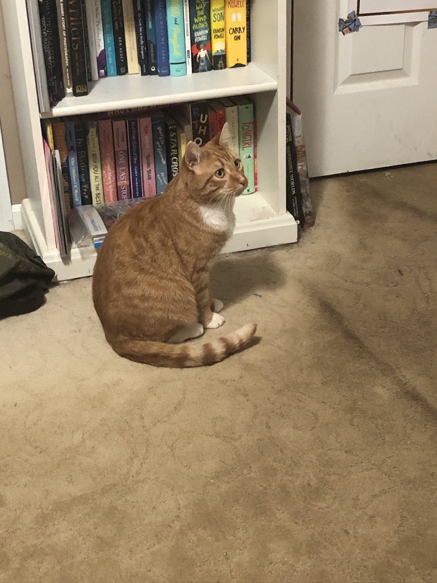 YaTheatreNerd's tweet photo. @ShouldHaveCat Hopper! https://t.co/6ezsZkhA1y