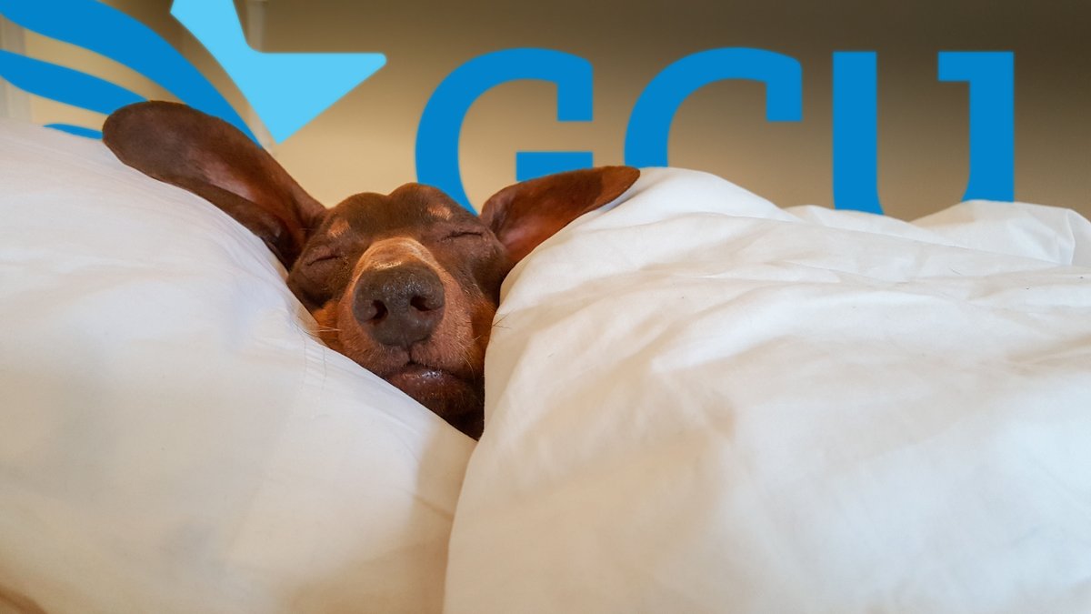 GCUofUSA's tweet image. Wow... Can't believe it's #NationalSpoilYourDogDay again! Or as others would call it, just a normal Thursday! #PamperedPooch #SpoiledPup

Just look at this little guy 👇🐶😭