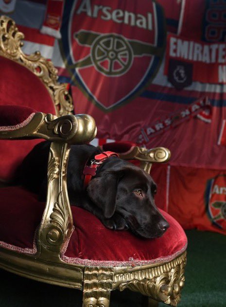 ‘Win’ es un perro que llevó Arteta al campo de entrenamiento del Arsenal en mayo para ayudar a luchar contra el estrés.

Ha tenido tanto éxito que ha participado en las fotos del Media Day, como podéis ver.

Ya es uno más del núcleo duro del club.