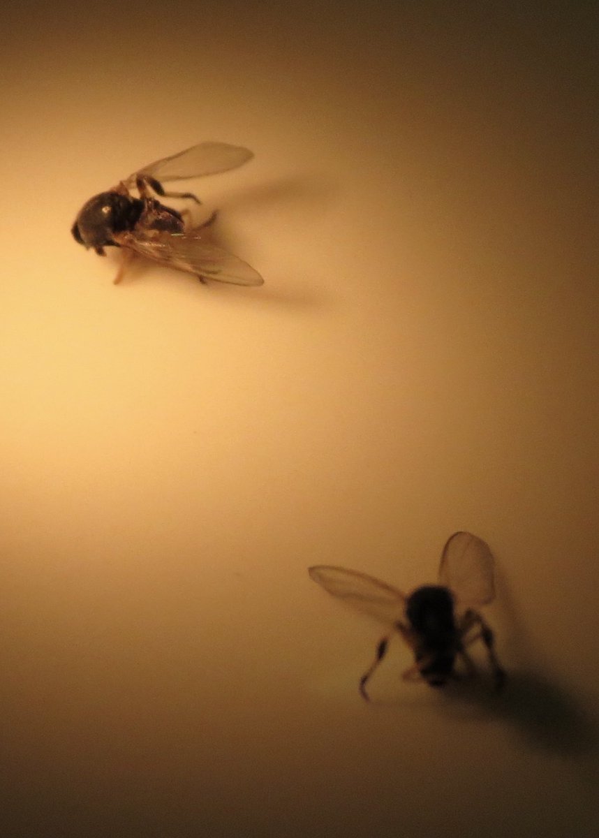 WambierMD's tweet image. These flies bites cause tinny hemorrhagic vesicles, which have been linked to triggers for endemic #pemphigus eruptions in #Brazil.  QUIZ: What is the species of these insects? #dermtwitter #dermX @AADmember @HealthySkin4All @BrownMedicine @BrownDerm @BrownJHM @SBDermatologia