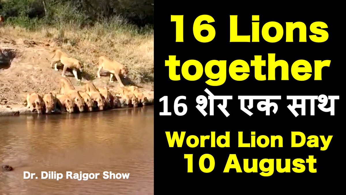 CoinStarsCoin's tweet photo. https://t.co/66K0lfEJIK 
Ep 5: 16 Lions at one place | World Lion Day 10 August 
#DrDilipRajgor #CoinStars​ #IndianReactions
​@CoinStars  @Dr.DilipRajgor #DrDilipRajgorShow
#Lion #Girlion #GirForest #Liononroad #LionFamily
#WorldLionDay #10August #LionDay #Gujarat https://t.co/2hoaC9DcH2