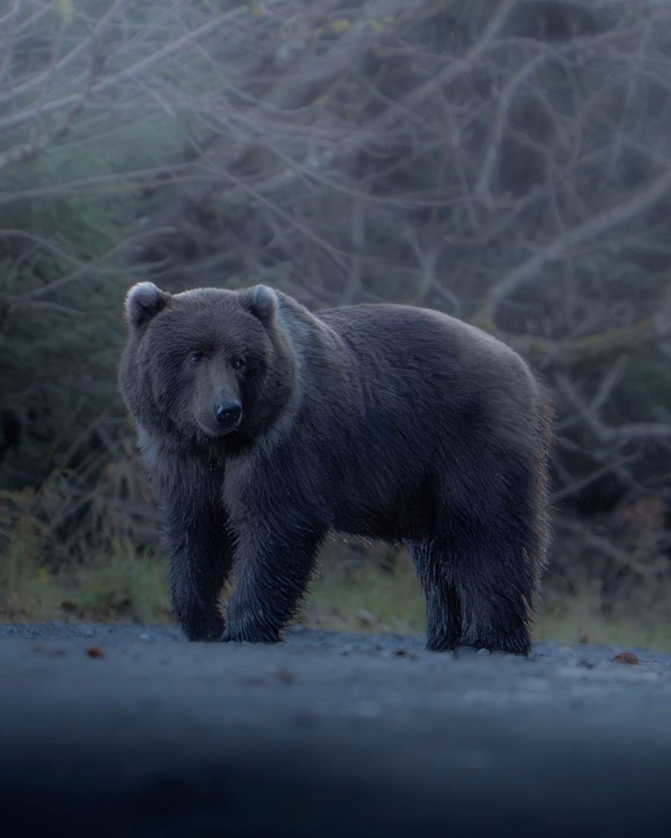 The CCPC tweet media