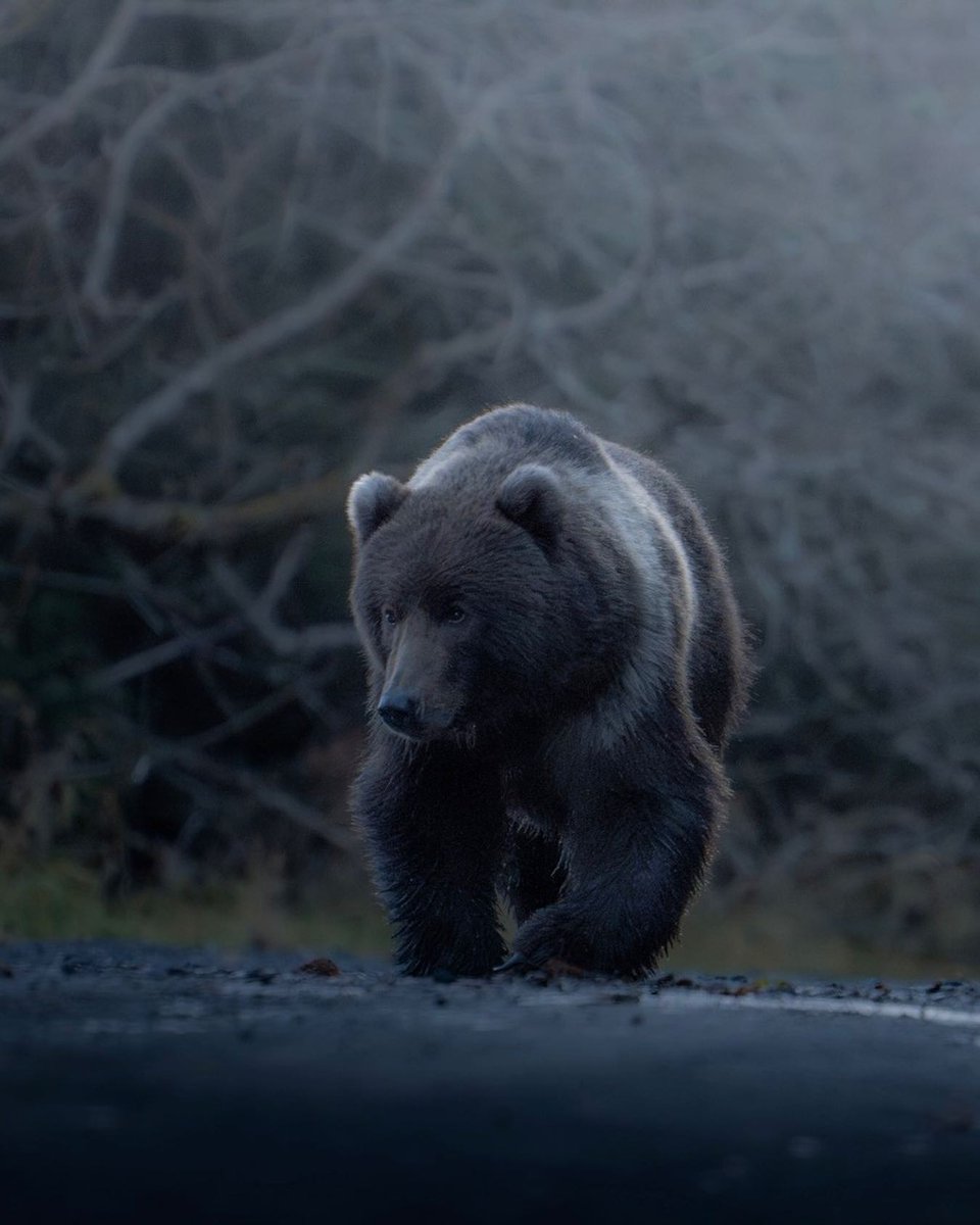 The CCPC tweet media