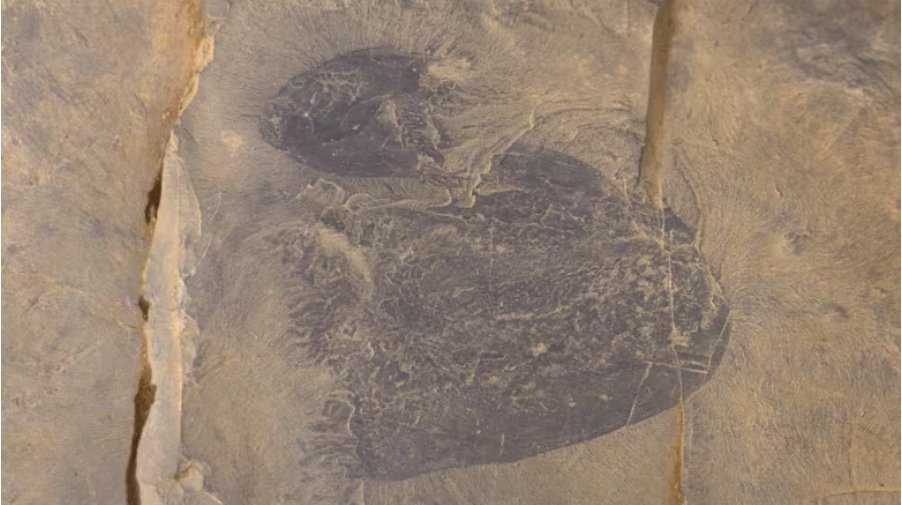 New Discovery alert!

Scientists from <a href="/ROMtoronto/">Royal Ontario Museum</a> have discovered Burgessomedusa phasmiformis- the oldest swimming jellyfish in the fossil record, discovered in <a href="/YohoNP/">Yoho National Park</a> !

📸  Royal Ontario Museum
Learn more: 
ow.ly/FG6s50PwHir
