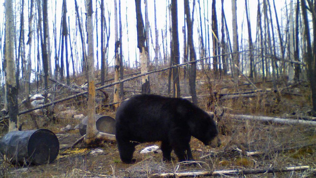 Fall black bear season is just around the corner! Book with one of our amazing members like Adrenaline Outfitters for the hunt of a lifetime: adrenalineoutfitters.ca

📸Adrenaline Outfitters

#mloa #huntfishmb