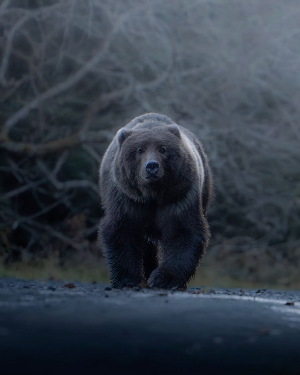 The CCPC tweet media