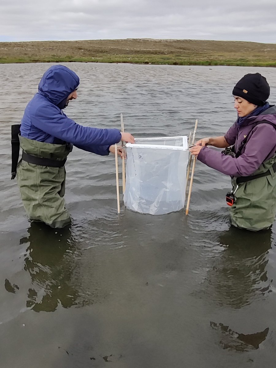 POLARCanada's tweet photo. 💧The @UQAC limnologist team is back to understand how the fragile arctic lake ecosystems respond to changing conditions to inform conservation and management strategies. 💧

📷 Paola Ayala https://t.co/GiUPA608CK