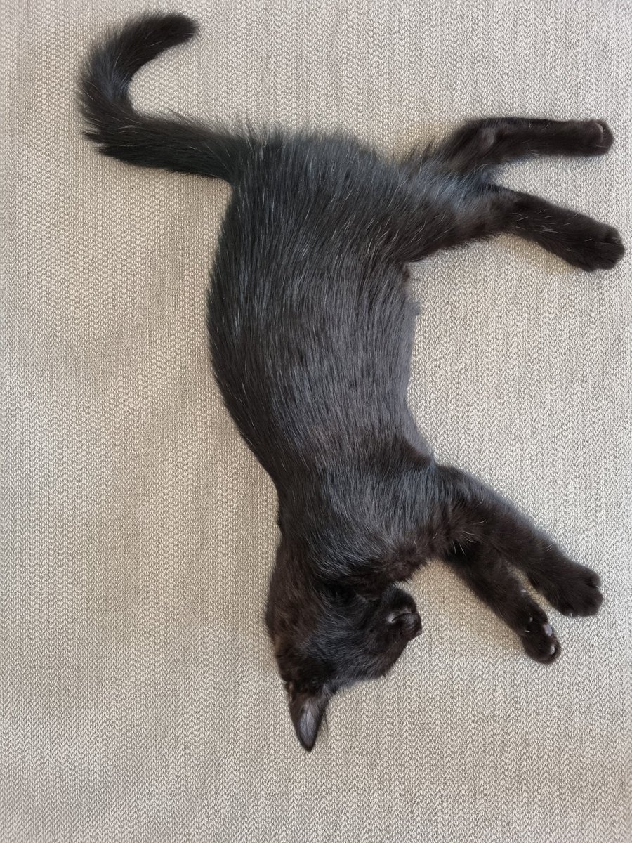 emilypolachek's tweet photo. Júniusban örökbe fogadtuk ezt a kis fekát. Nincs nála bújósabb játékosabb kiscica. 😍🐈‍⬛ Imádjuk, nagy a szerelem. ❤️ https://t.co/6r6Eybias5