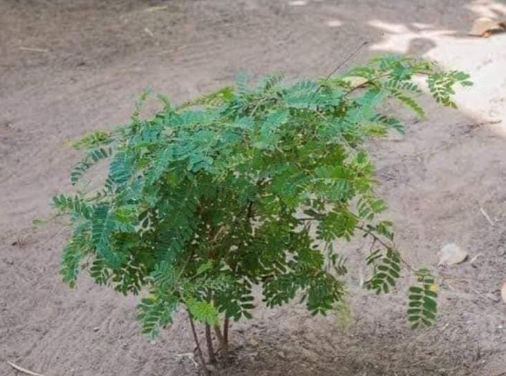 DrRespeto's tweet photo. Existe un antiguo dicho que dice: "Quien planta tamarindos, no cosecha tamarindos"... Esto es porque éste árbol le lleva de 80 a 90 años para dar frutos por primera vez.

Una vez, un joven encontró a un anciano plantando tamarindos y en ese momento le preguntó: ¿Abuelo, para qué planta tamarindos si usted nunca los va a poder cosechar?
Sabiamente el anciano volteó, y le contesto con una mirada cansada y llena de sabiduría, y una sonrisa en su rostro: ¿Hijo, por qué no vas y chingas a tu madre? El terreno es mio y planto lo que yo quiera, pendejo!

¡Hermosa Reflexión!
