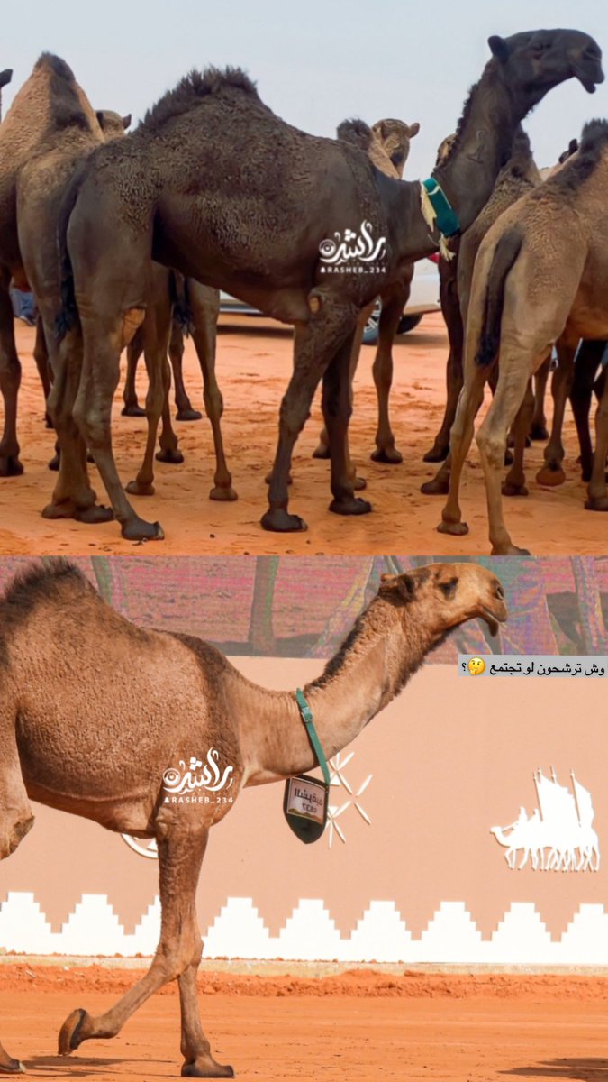 راشد بن عايض tweet media