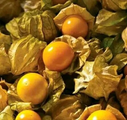 •Golden Berry..,Cape gooseberry( Australia),.ground cherries( Ohio).Physalis( Poland).
How do you call the fruits in your native language..?.

It is the season of gooseberries here in Kenya,plenty in Nairobi, a cup of gooseberry for ksh 100 .

The powerhouse of beta- carotene.