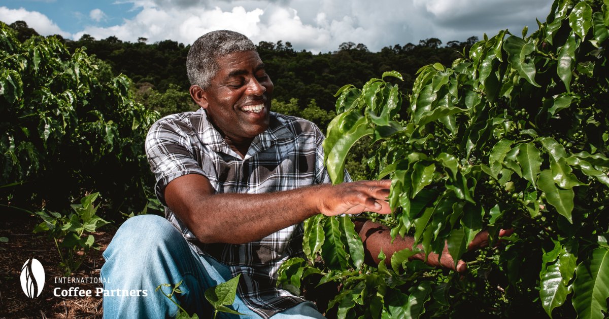 In our project in Brazil, the average number of productive coffee trees per hectare increased from 2,684 trees/ha in 2021 to 3,331 in 2022. ☕🌳 Why? Farmers planted new trees and younger trees yield more. Replanting is a Good Agricultural Practice promoted by ICP trainers. 🌱