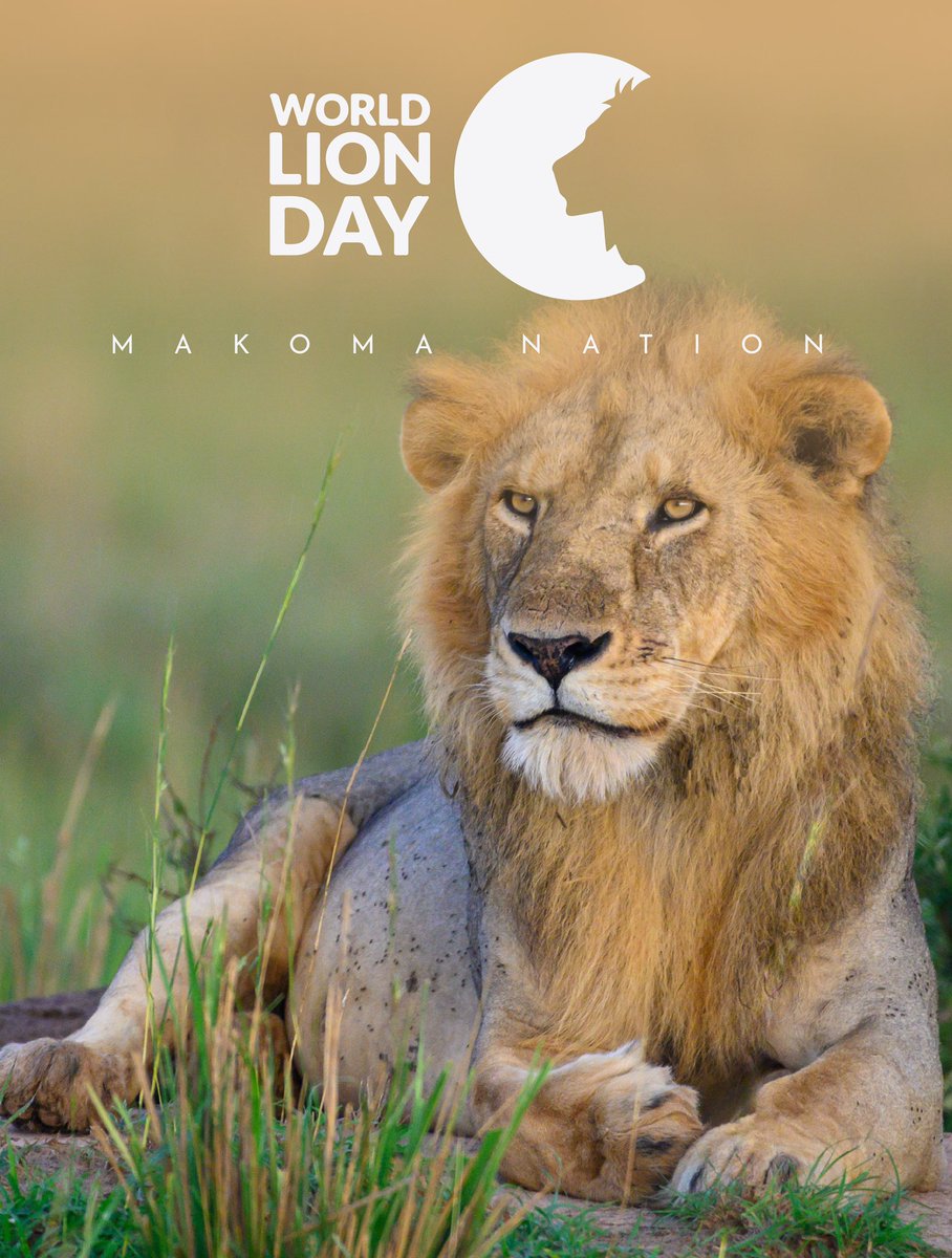 Celebrating the majestic lions that grace our planet. Happy #WorldLionDay2023