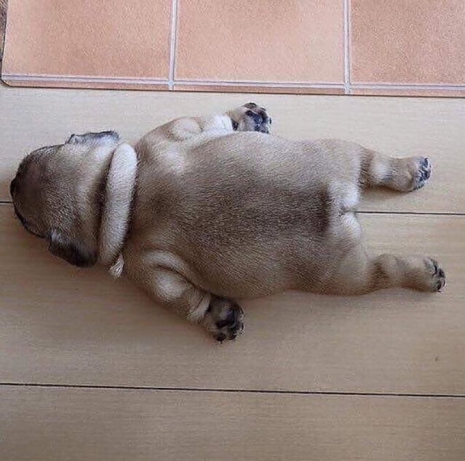 Loulou_thepug's tweet photo. Moood https://t.co/cauU3C3V2I