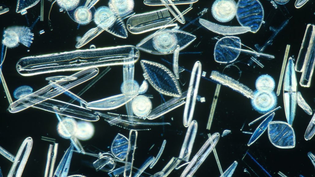aqualuvsuotd's tweet photo. // ooc, ccat

what fish is the closest to being a single celled organism. — ngl i don’t believe i have an answer for this !! but enjoy pictures of diatoms, unicellular algae that pretty much supports all life in the ocean ! https://t.co/pAofyzFzVH https://t.co/CwKMLdelAQ