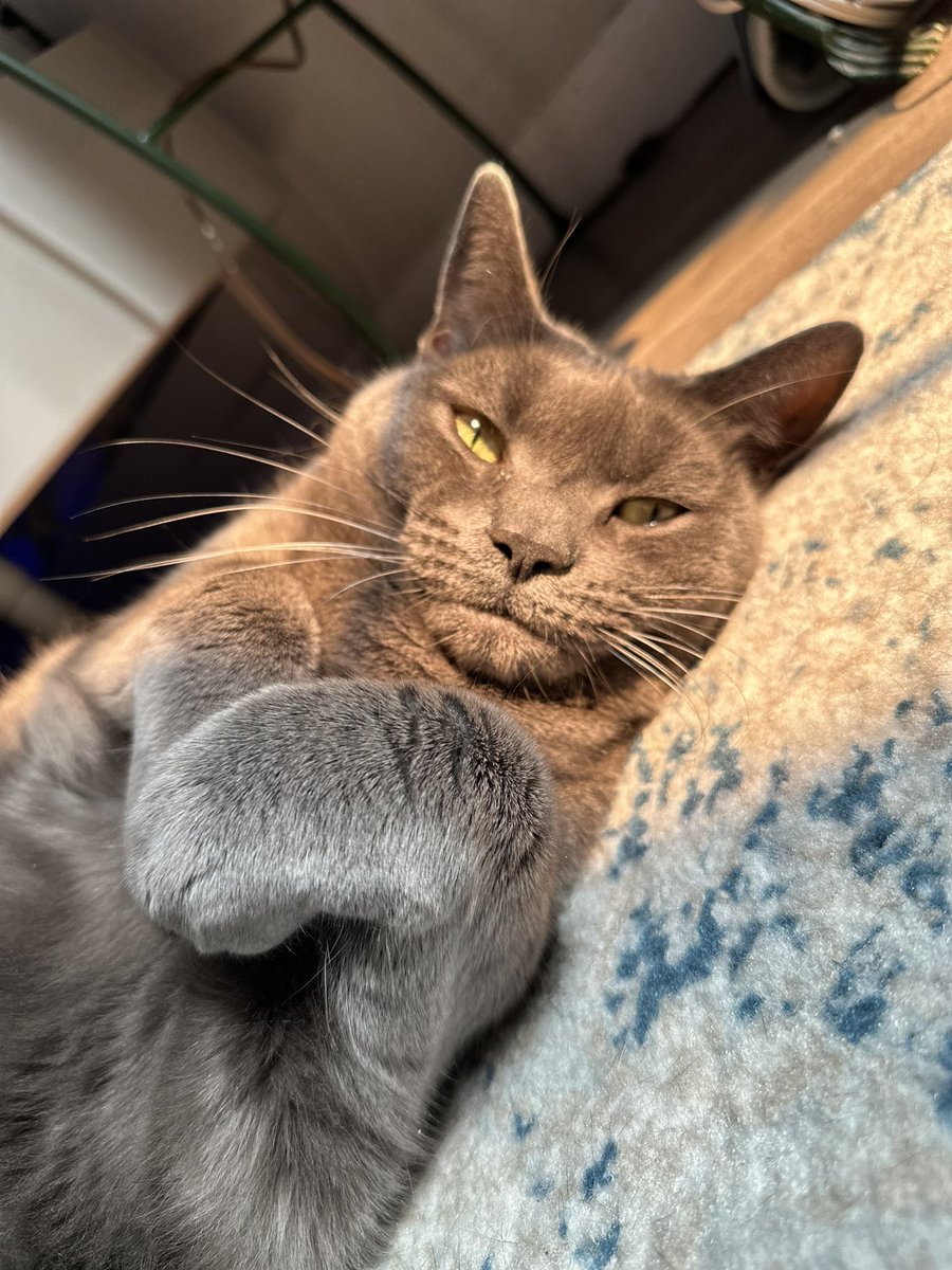 lilfeeesh's tweet photo. @SteamRollaa Le meow meow https://t.co/yCncKwGLBY