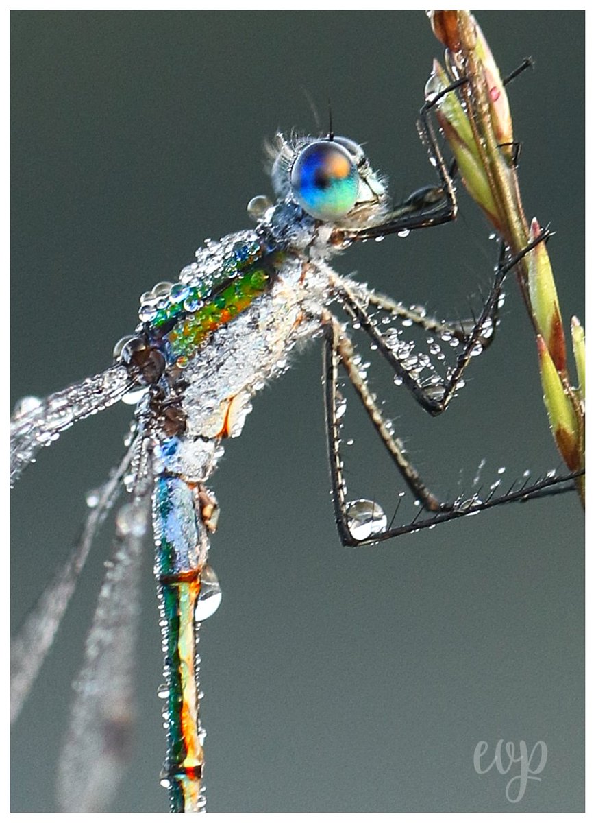 Het was wat mistig vanmorgen en de juffertjes zaten vol met dauwdruppeltjes. #gewonepantserjuffer