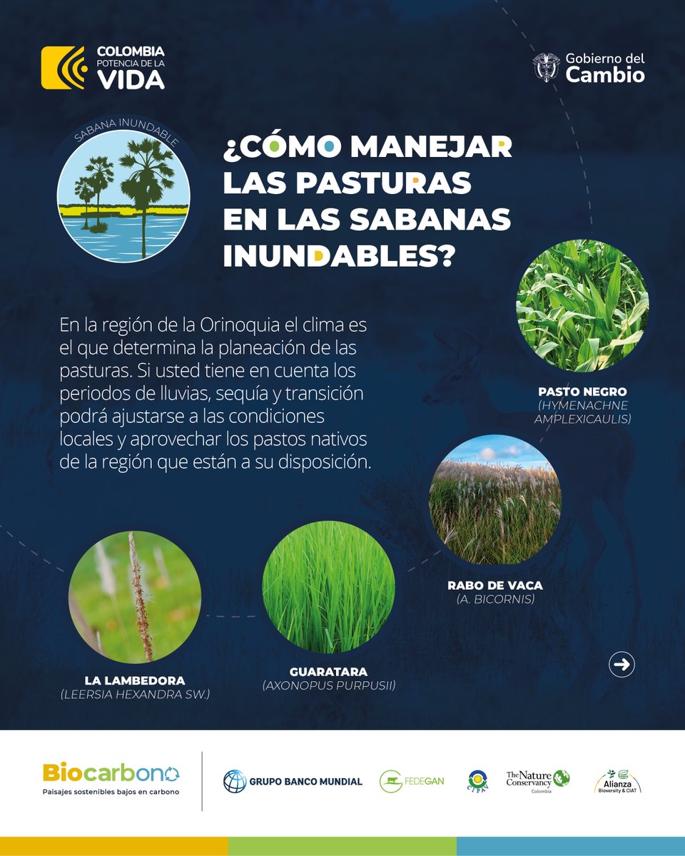 Fedegan's tweet photo. 🤠 Ganadero, 🧐 tenga en cuenta las épocas de 🌧️ lluvia y ☀️ sequía de la región para planificar el 🐂 uso de las pasturas y aprovechar su forraje de la mejor manera🐄.
Lideran: FEDEGÁN @TNC_Col Bioversity Ciat #CIPAV
@biocarbono_ @bancoMundialLAC @MinAgricultura
@MinAmbienteCo https://t.co/AGX9YrkTWi
