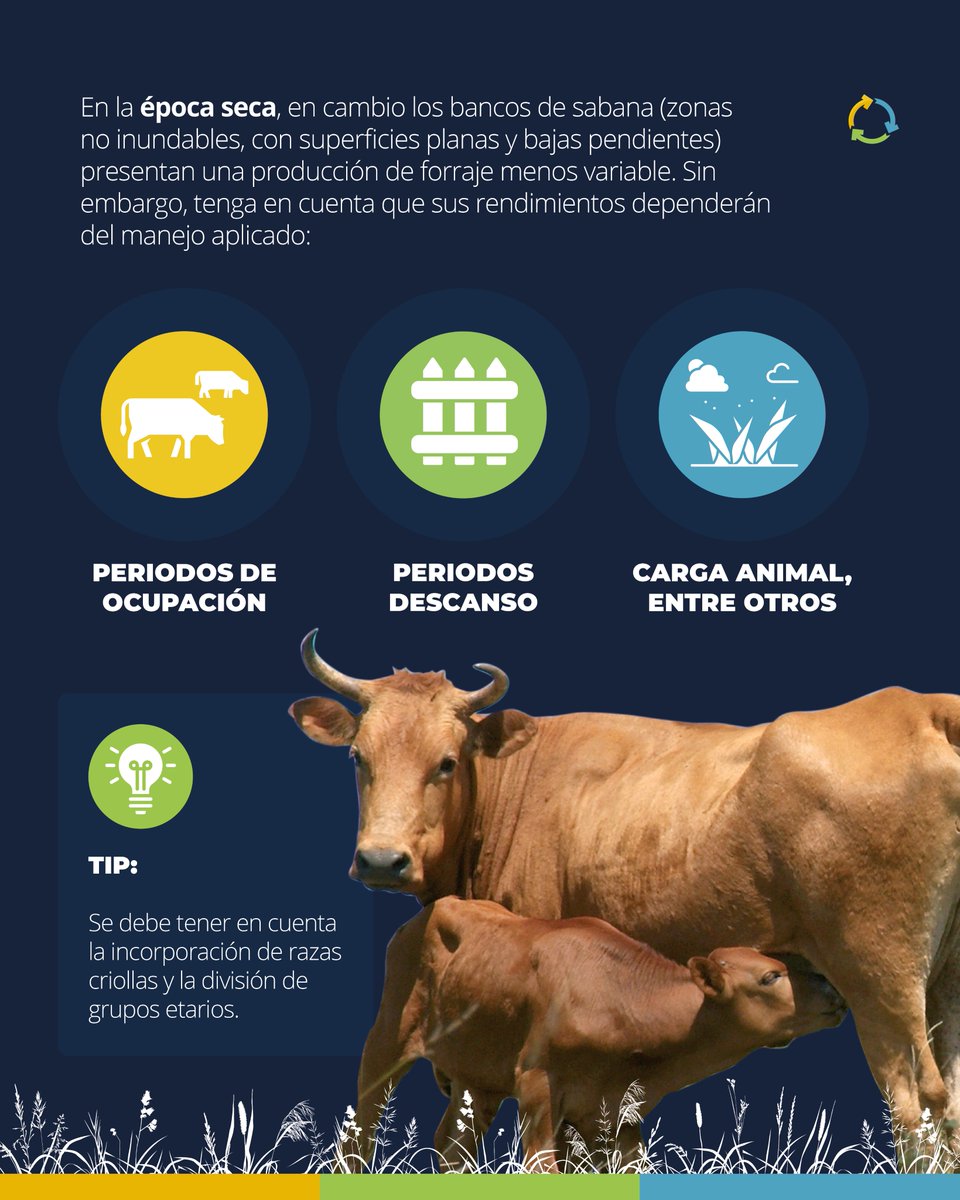Fedegan's tweet photo. 🤠 Ganadero, 🧐 tenga en cuenta las épocas de 🌧️ lluvia y ☀️ sequía de la región para planificar el 🐂 uso de las pasturas y aprovechar su forraje de la mejor manera🐄.
Lideran: FEDEGÁN @TNC_Col Bioversity Ciat #CIPAV
@biocarbono_ @bancoMundialLAC @MinAgricultura
@MinAmbienteCo https://t.co/AGX9YrkTWi