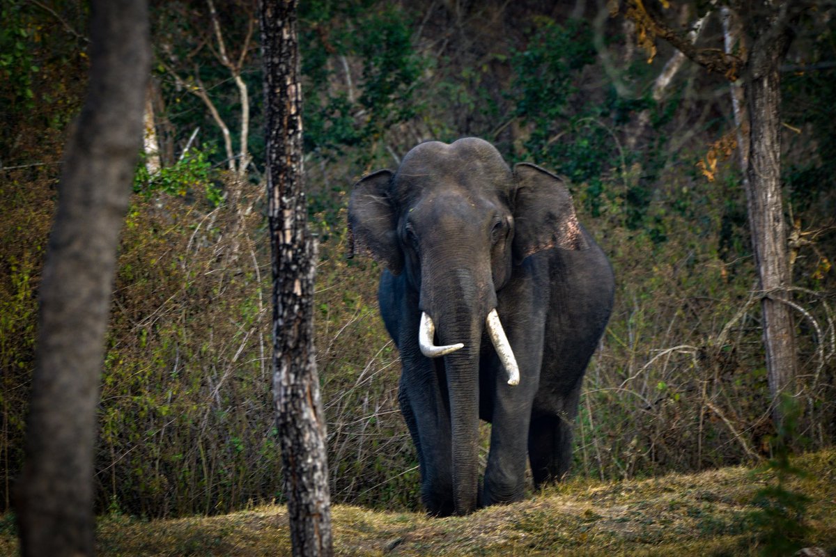 vishwaroopa19's tweet image. Tusker Head On
photo shot in Nagarahole wildlife Reserve, Nikon Gears .