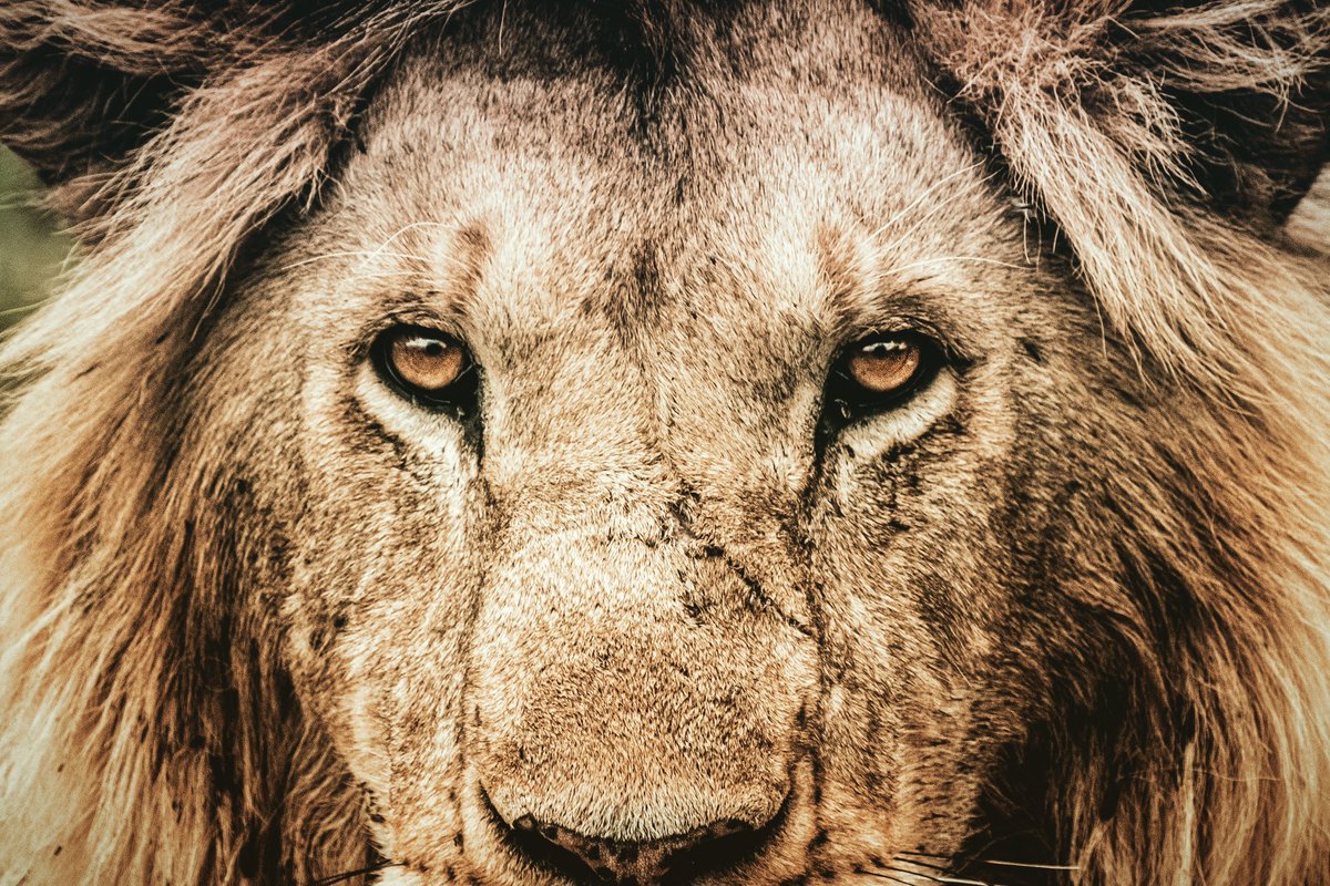 #WorldLionDay2023 

#safari #wildlife #wildlifephotography #canonshooter #africa #shotoncanon #kingofthejungle #lion