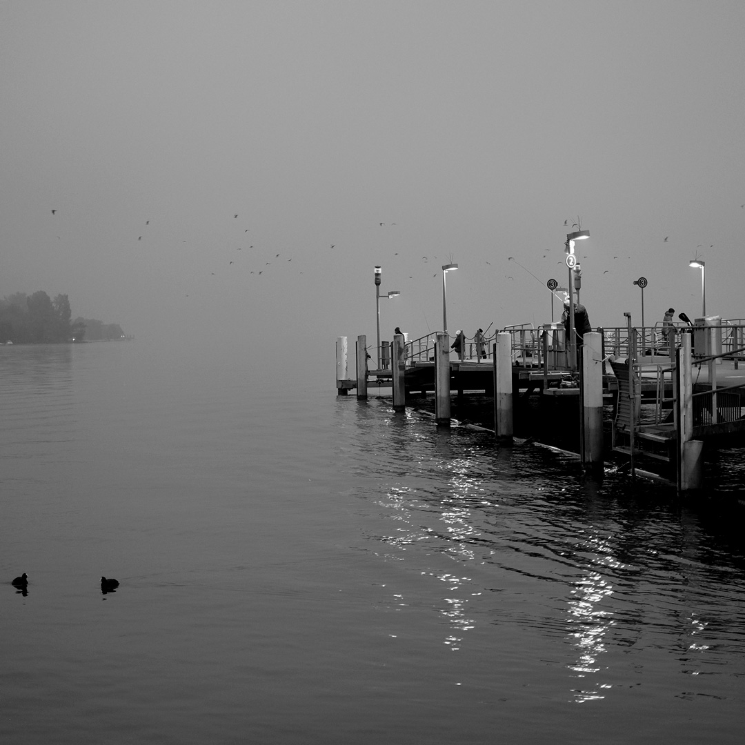Catching the early birds...

#photography #blackandwhitephotography #streetphotography #NaturePhotography #LakeZurich #gonefishing