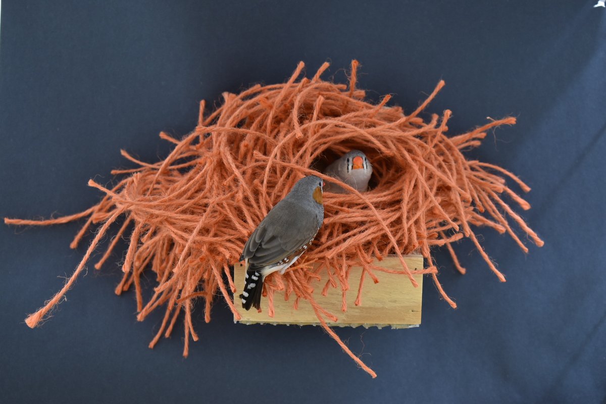 Dr. Lauren Guillette (she/her) tweet media