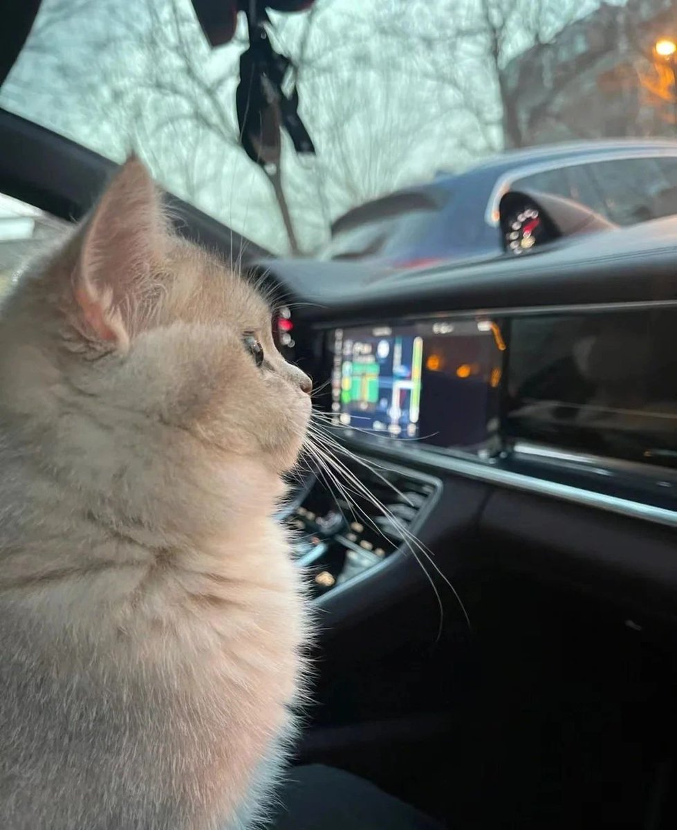 JonnePetson's tweet photo. 🐱🐾 My cat seems to be watching the intersection in the distance for me, telling me to be careful! #cute #catspaw #laughing #sleeping #naughty #catfood #playing #hair #happy #pampered https://t.co/4gmca93VD6