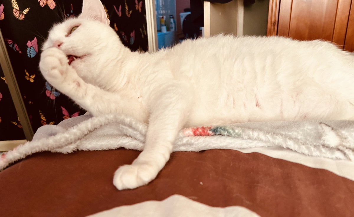 a_wonderin_soul's tweet photo. Hot Patootie - Bless my soul 
I really love that Rock and Roll..
🐾🌞🎤 #HotKitty 🎤🌞🐾 https://t.co/JjrNtS2HTO
