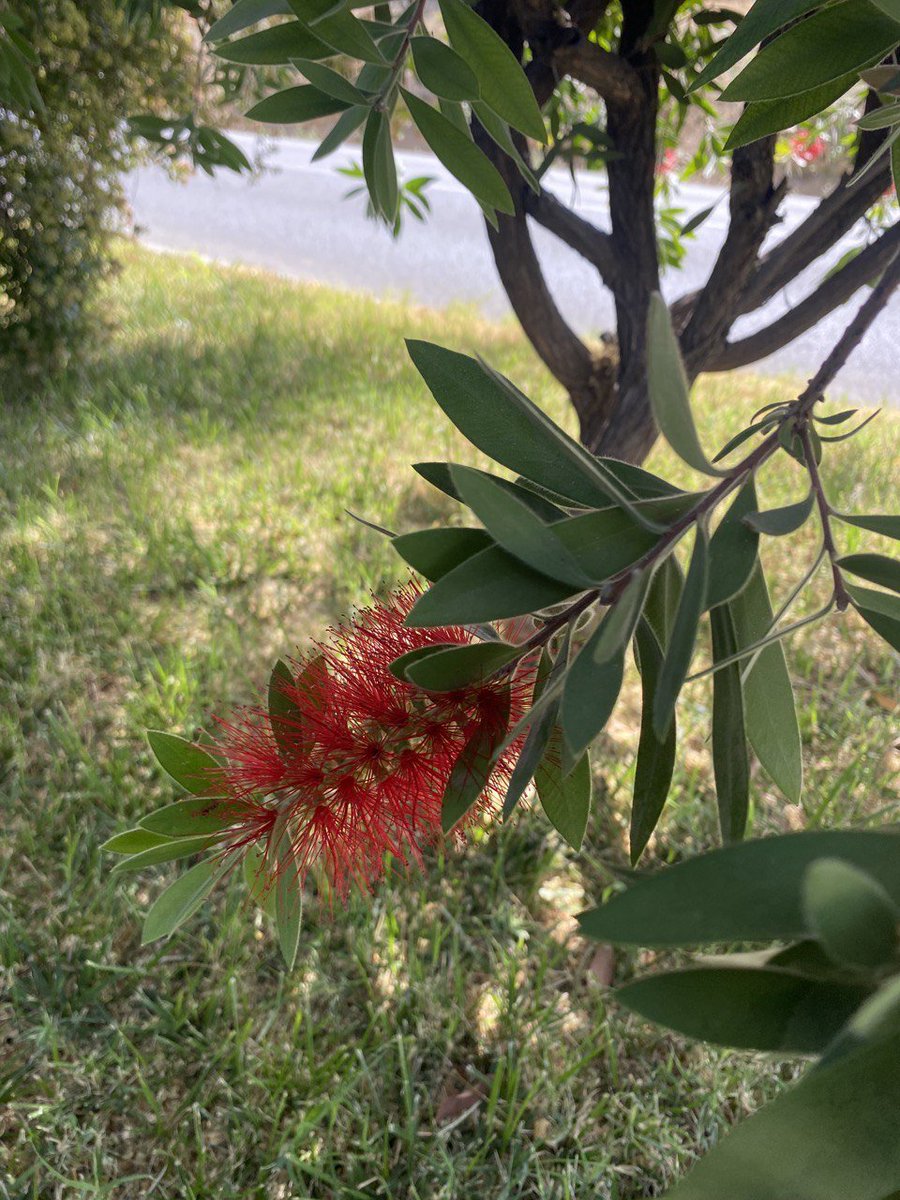 bpalop's tweet photo. Vuelve a mirar la imagen con ojos de no-deuteranopia (suponiendo que no lo tengas) y dime cuánto esfuerzo haces ahora para encontrar la flor.

Algo así es lo que sienten un disléxico y un no-disléxico cuando les pedimos que se esfuercen para no cometer faltas de ortografía. https://t.co/eMe06weAzY