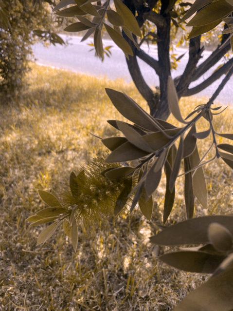 Imagina que tienes Deuteranopia, el tipo de daltonismo más habitual, ~3% de la población. Esto es una simulación de cómo verías esta planta. Imagina ahora que te digo que te fijes bien en la flor, y que es importantísimo que siempre observes estas flores y que las reconozcas. 
>