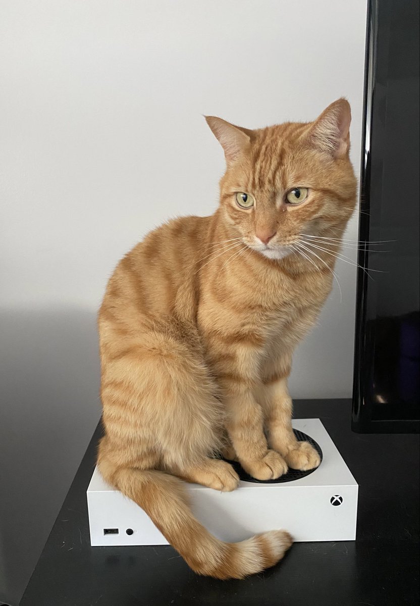 My cat also on an Xbox 🎮💚🐱 #Stray #Xbox