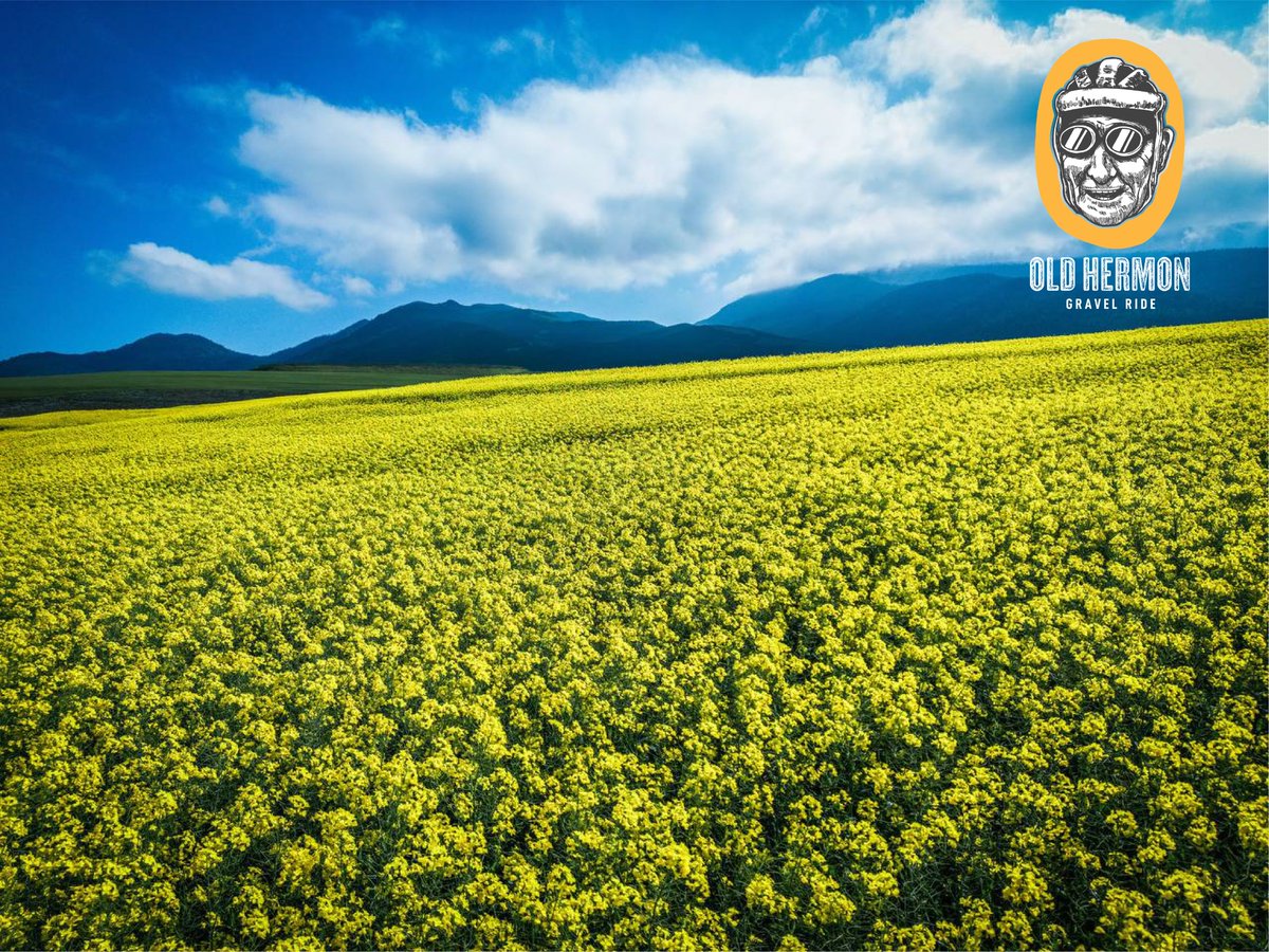 ctcttrust's tweet photo. 🌼 Experience the brilliance of canola fields in full bloom. Whether you choose the 22km, 45km or 85km route, you can expect some stunning scenery at the Old Hermon Gravel Ride on Saturday, 26 August.

📍Route files are available on the website: https://t.co/1nPEOOG5dP https://t.co/JxaqSfHxfq