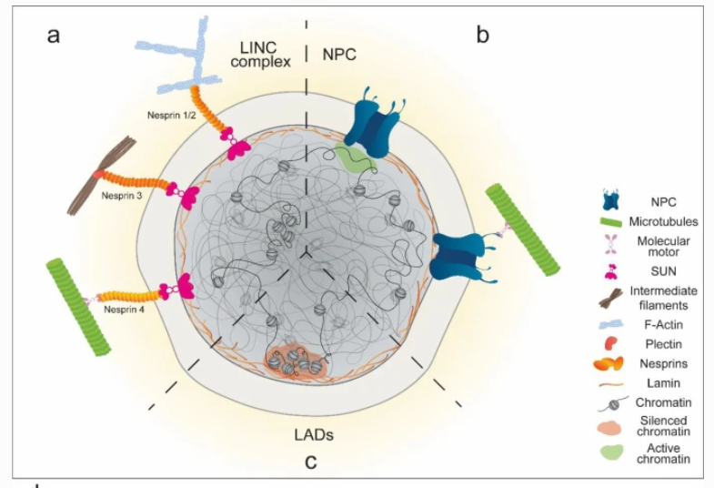 VLeviLab's tweet photo. We are happy to share our recent review: https://t.co/opAz8qX3yj
In  this work, we discuss how mechanical forces  affect the cell nucleus and modulate chromatin  organization and gene expression.

@Exactas_UBA , @iquibicen , @camioses_ https://t.co/MiU7HvZKii