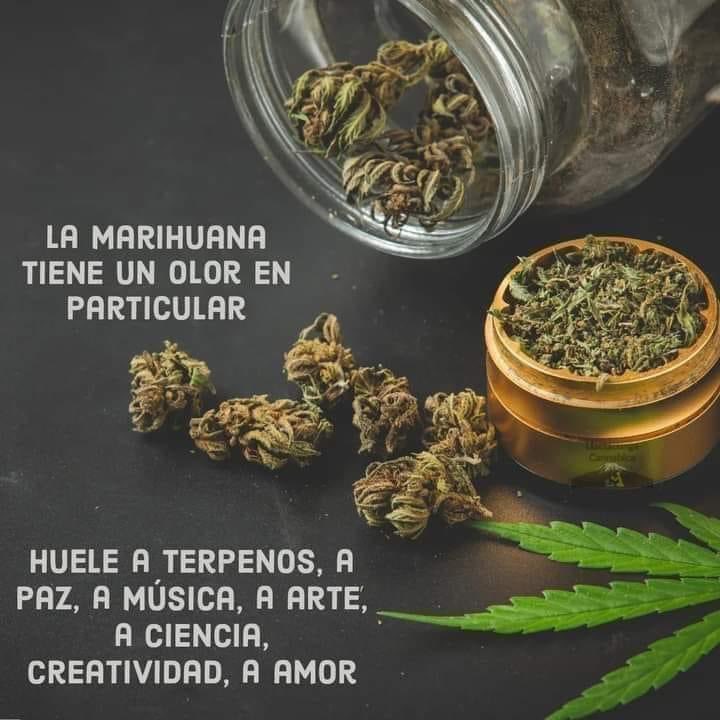 La mariguana huele chido.