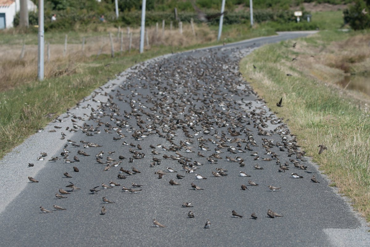 pdjart's tweet image. Sand Martins on the road in France. They roll around along our lane every year during autumn migration. Is this common behaviour? Why do they do it? It's above 30C, the roads are sticky, are they oiling their wings? Deterring ticks etc? Anyone know!? @ianballam