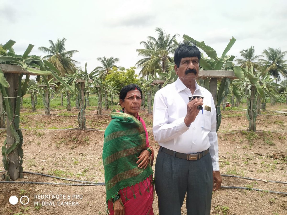 AllRaichur's tweet photo. Photo from vgbavalatti ಇಂದು 10/08/2023ರ ಸಂಜೆ 6.50ಗಂಟೆಗೆ ರಾಯಚೂರು ಆಕಾಶವಾಣಿ ಕೇಂದ್ರದ ಕಿಸಾನ್ ವಾಣಿ ಕಾರ್ಯಕ್ರಮದಲ್ಲಿ ತಾವರಗೇರಾ ಗ್ರಾಮದ ಕೃಷಿ ದಂಪತಿಗಳಾದ ಸೋಮನಗೌಡ ಮತ್ತು ಮಹಾಂತಮ್ಮ ಪಾಟೀಲ್ ಅವರ ಡ್ರಾಗನ್ ಫ್ರೂಟ್ ಬೇಸಾಯದ ಅನುಭವ ಪ್ರಸಾರವಾಗಲಿದೆ.FM 102.1 MHz tune ಮಾಡಿ ಅಥವಾ news on air app ನಲ್ಲಿ ಕೇಳಿ. https://t.co/XcRyIuTDT3