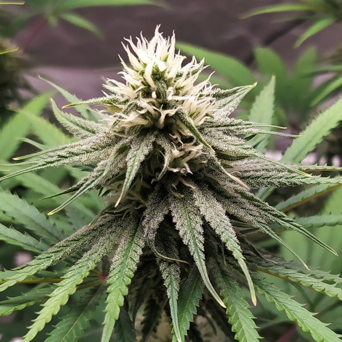 StephandjoG's tweet photo. Lava Cake from @Zamnesia_ 
5 weeks of flowering.
😉👍 https://t.co/CSTuEs4Z7h