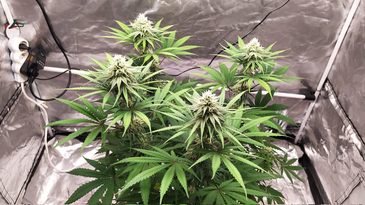 StephandjoG's tweet photo. Lava Cake from @Zamnesia_ 
5 weeks of flowering.
😉👍 https://t.co/CSTuEs4Z7h