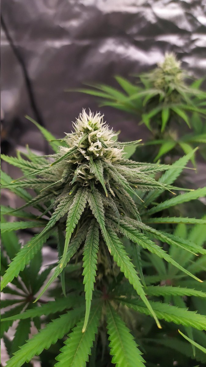StephandjoG's tweet photo. Lava Cake from @Zamnesia_ 
5 weeks of flowering.
😉👍 https://t.co/CSTuEs4Z7h