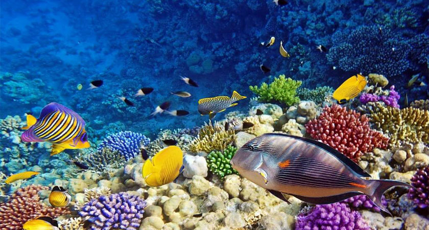 Eritrean Marine Resources Facts: Along the 1,350 km Eritrean coastline (18 % of the #RedSea) and around most of its [more-than] 350 islands, #Eritrea possess 220 species of #corals encompassed in 38 genera.
