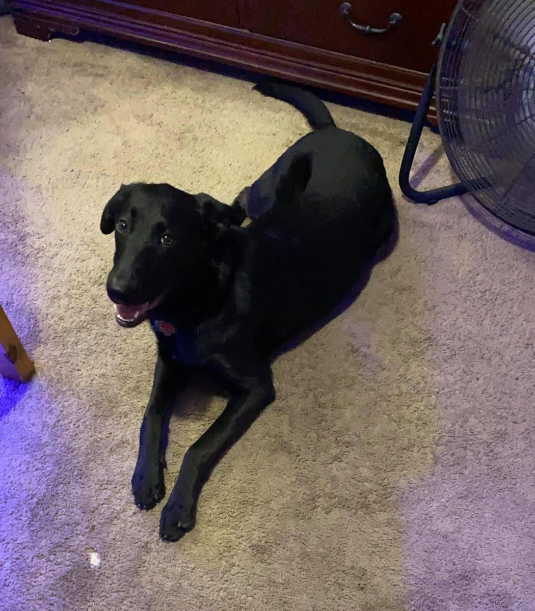 addisuns's tweet photo. Hello all, I have a month to find out where to move me and my 2 dogs.
Please share or reach out if you have any leads.
I am Addy, 30 year old queer male looking a room to rent/new living situation by October 1st.
I have two medium dogs so pet friendly/enclosed yard would be great https://t.co/fmpQOOESFx