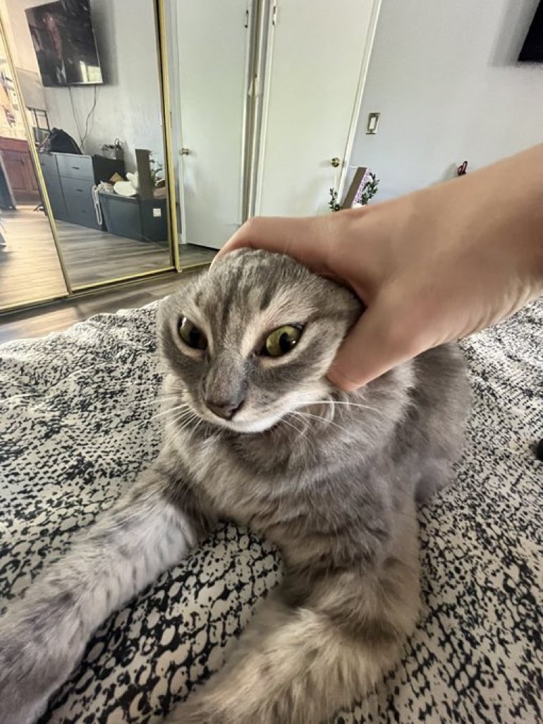 CatsHeld's tweet photo. https://t.co/VtwzJI2MJn