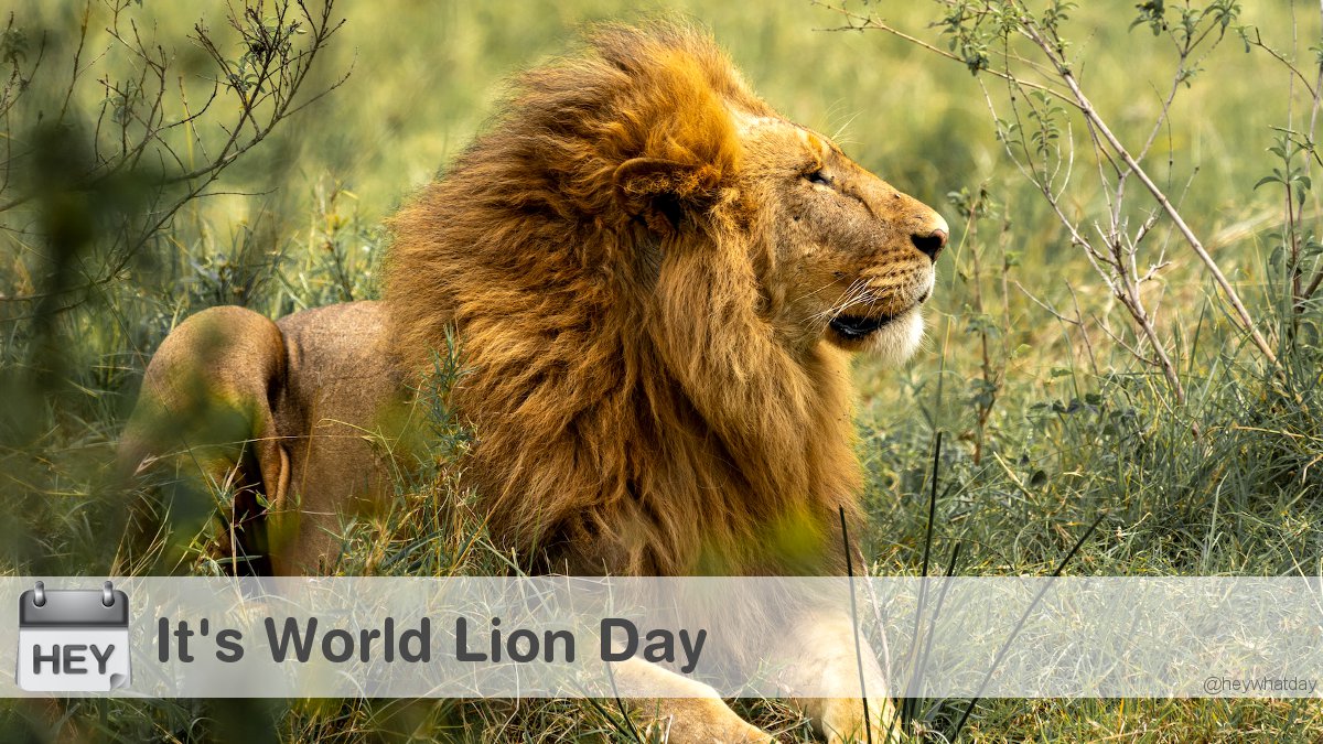 It's World Lion Day! 
#WorldLionDay #LionDay #Lion