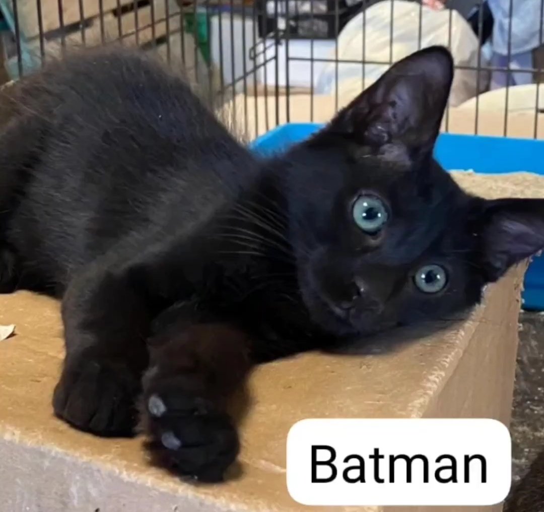 L'Aldea: Projecte Gat tweet media