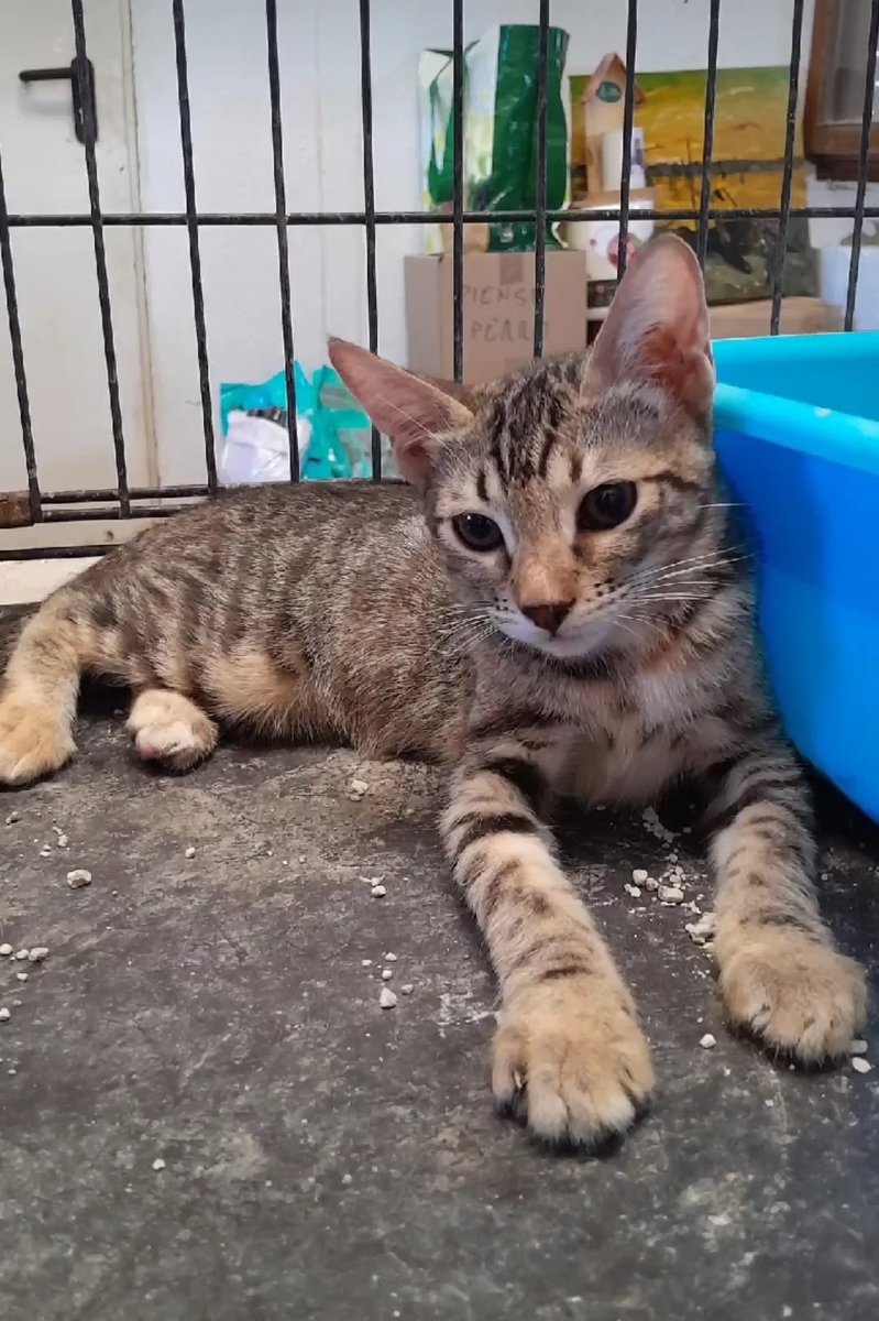 L'Aldea: Projecte Gat tweet media