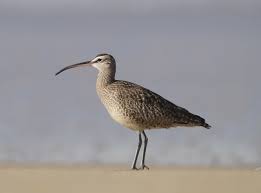 #Eritrean #MarineResources Facts: -78 species of #sea and #shore #birds, -Of which 22 are known to breed on the 181 islands, mainly in summer. -While 25 species are true #seabirds.